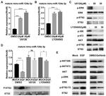 Phospho-ETS2 (Thr72) Antibody in Western Blot (WB)