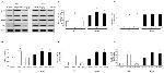 Phospho-Tau (Ser262) Antibody in Western Blot (WB)