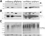 VCP Antibody in Western Blot (WB)