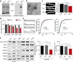 NMDAR1 Antibody in Western Blot (WB)