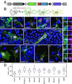 IGSF6 Antibody in Immunocytochemistry (ICC/IF)