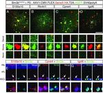 IGSF6 Antibody in Immunohistochemistry (IHC)