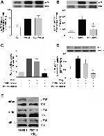 Phospho-FAK (Tyr397) Antibody in Western Blot (WB)