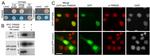 TRIM28 Antibody in Immunocytochemistry, Immunohistochemistry (ICC/IF, IHC)