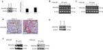 PDGFRB Antibody in Immunohistochemistry (IHC)