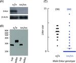 Enkurin Antibody in Western Blot (WB)