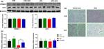 UCP1 Antibody in Western Blot (WB)