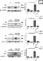 Osteopontin Antibody in Western Blot (WB)