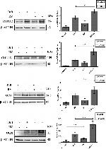 Osteopontin Antibody in Western Blot (WB)