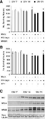 NMDAR2B Antibody in Western Blot (WB)