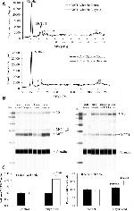 Claudin 1 Antibody in Western Blot (WB)