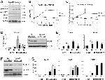 Phospho-MECP2 (Ser421) Antibody in Western Blot (WB)