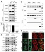 CHOP Antibody in Western Blot (WB)