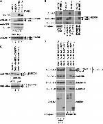 Cullin 2 Antibody in Western Blot (WB)