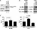 Cullin 2 Antibody in Western Blot (WB)