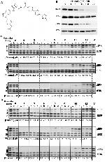 ERK1/ERK2 Antibody in Western Blot (WB)