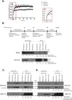 PLK1 Antibody in Western Blot (WB)