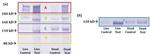 Aggrecan Antibody in Western Blot (WB)