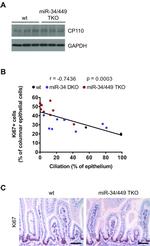 CCP110 Antibody in Western Blot (WB)