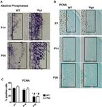 PCNA Antibody in Immunohistochemistry (IHC)