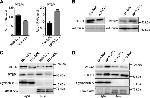 PTBP1 Antibody in Western Blot (WB)