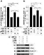 ZO-2 Antibody in Western Blot (WB)