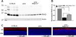 Rhodopsin Antibody in Western Blot, Immunohistochemistry (WB, IHC)