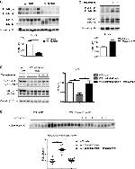 Adiponectin Antibody in Western Blot (WB)