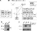 Phospho-Bcl-xL (Ser62) Antibody in Western Blot (WB)