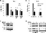 FAK Antibody in Western Blot (WB)