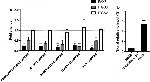 PAX8 Antibody in ChIP Assay (ChIP)