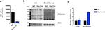 O-linked N-acetylglucosamine (O-GlcNAc) Antibody in Western Blot (WB)