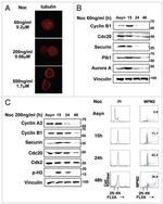 Securin Antibody in Western Blot (WB)