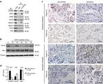 NCoR1 Antibody in Western Blot, Immunohistochemistry (WB, IHC)