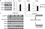 PCSK5 Antibody in Western Blot (WB)