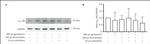 alpha-2a Adrenergic Receptor Antibody in Western Blot (WB)