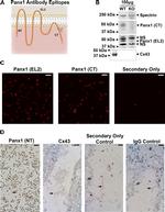 Pannexin 1 Antibody in Immunohistochemistry (IHC)