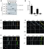 p38 MAPK alpha Antibody in Western Blot (WB)