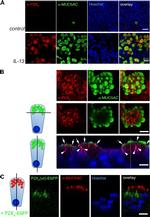 MUC5AC Antibody in Immunocytochemistry (ICC/IF)