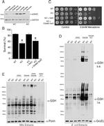 Porin Antibody in Western Blot (WB)