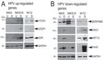 AZGP1 Antibody in Western Blot (WB)