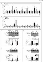 DPM1 Antibody in Western Blot (WB)