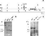 GluR3 Antibody in Western Blot (WB)