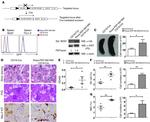 CD38 Antibody in Flow Cytometry (Flow)