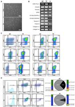 CD140a (PDGFRA) Antibody in Flow Cytometry (Flow)