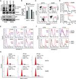 CD34 Antibody in Flow Cytometry (Flow)