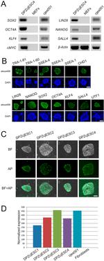 SSEA1 Antibody in Immunohistochemistry (IHC)