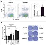 CD34 Antibody in Flow Cytometry (Flow)