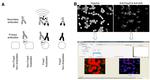 FOXP3 Antibody in Immunocytochemistry, Proximity Ligation Assay (PLA) (ICC/IF, PLA)