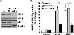 p38 MAPK alpha Antibody in Western Blot (WB)